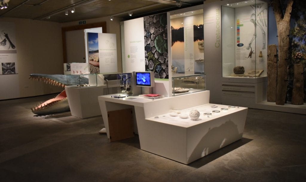 Dorset museum exhibits