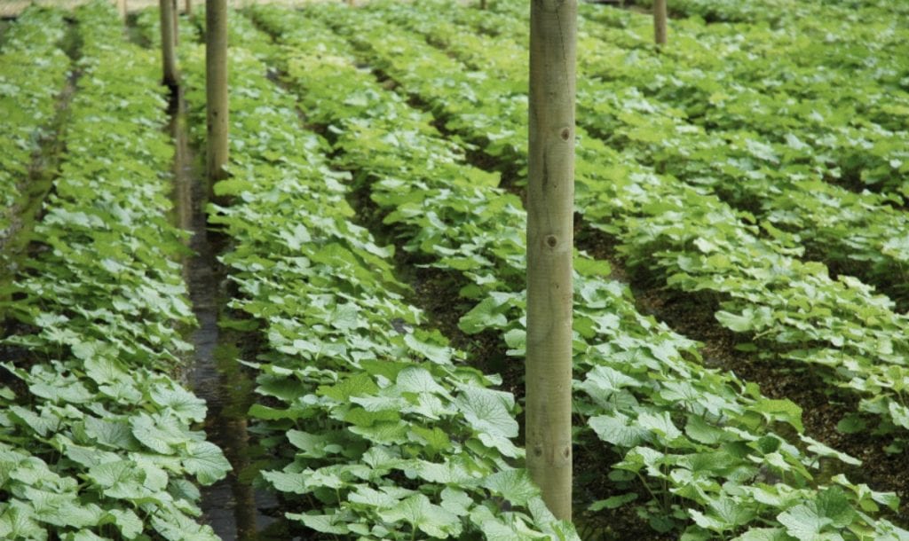 wasabi growing