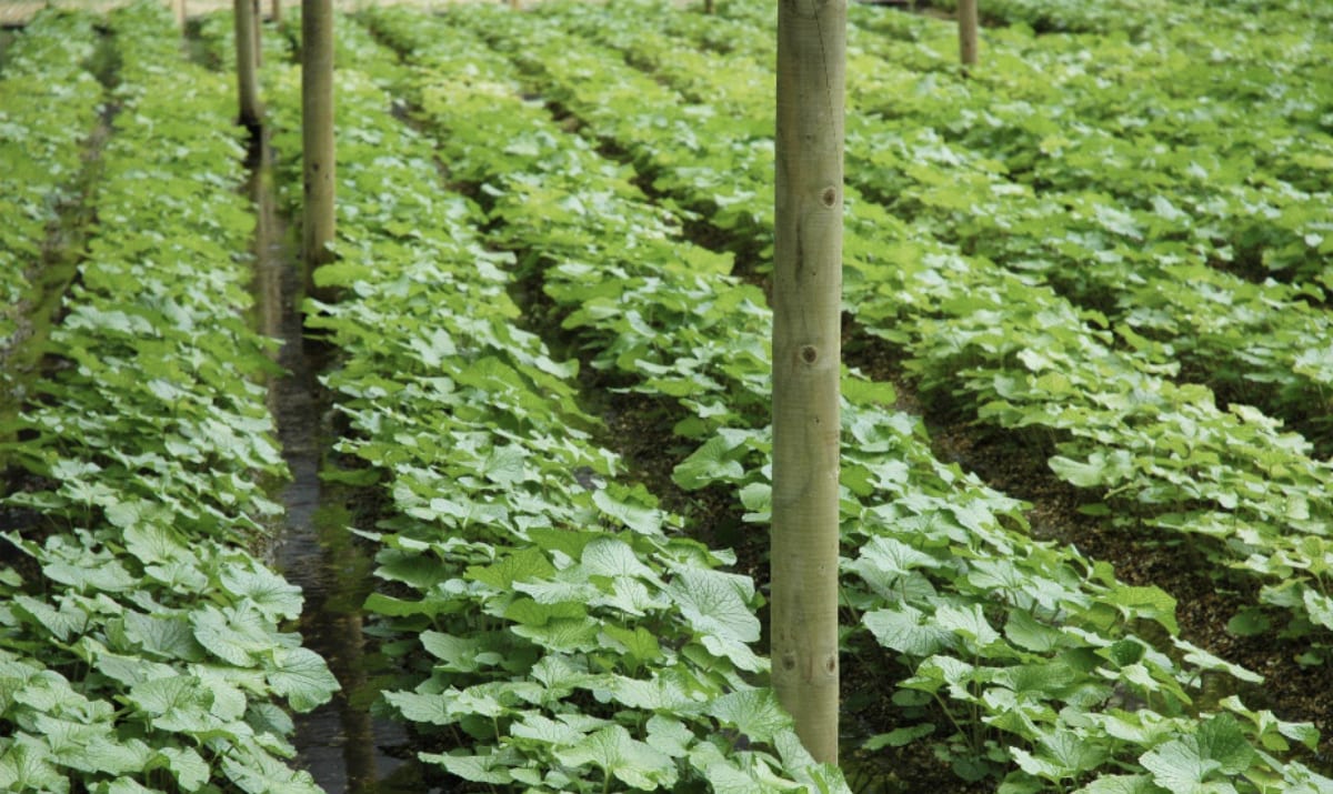 wasabi growing