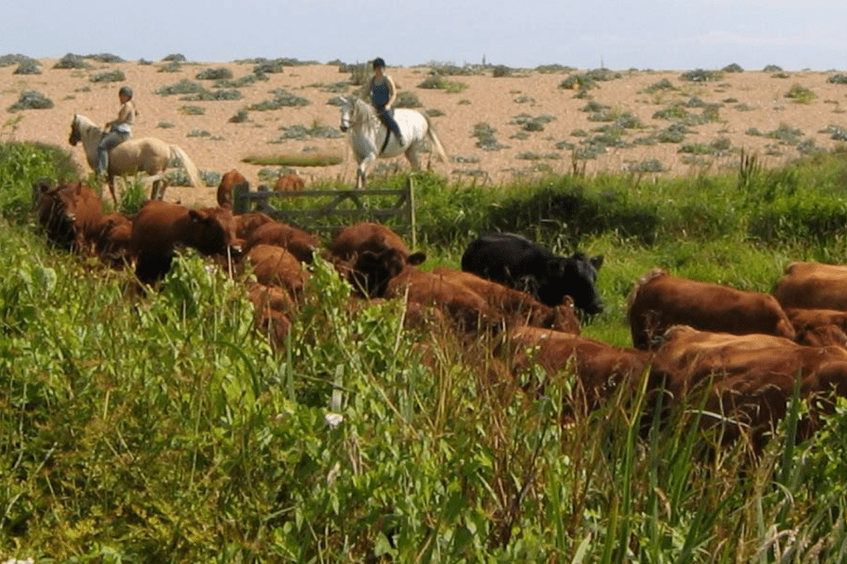 Tamarisk Farm cattle being driven along the Beach at West Bexington on horseback