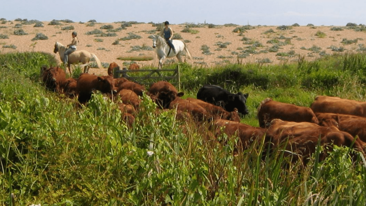 Tamarisk Farm cattle being driven along the Beach at West Bexington on horseback