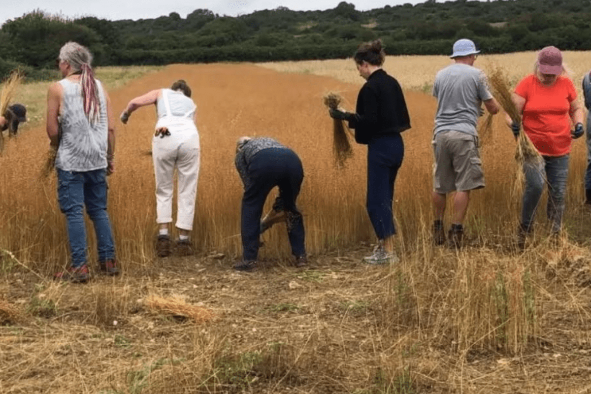 Group of people Flax pulling at Tamarisk Farm
