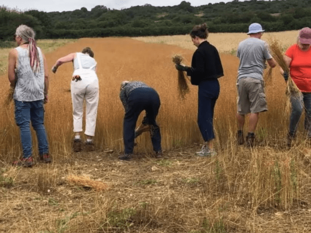 Group of people Flax pulling at Tamarisk Farm