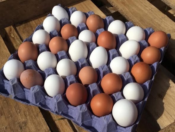 Tray of fresh organic eggs in white and brown shells arranged in a carton, placed on a wooden surface in natural light.