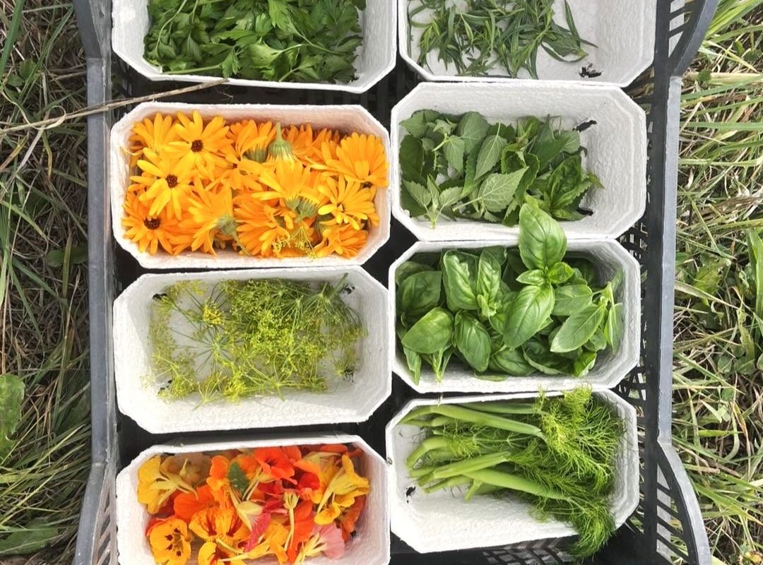 Crate filled with small boxes of freshly picked herbs and edible flowers, including bright orange and yellow blooms, leafy greens, and fennel fronds arranged outdoors.