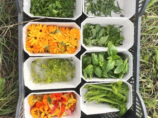 Crate filled with small boxes of freshly picked herbs and edible flowers, including bright orange and yellow blooms, leafy greens, and fennel fronds arranged outdoors.
