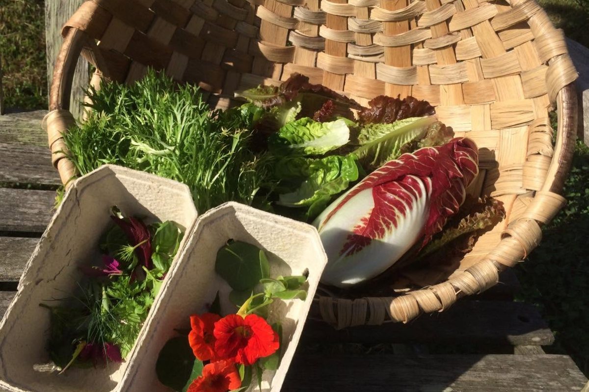 Woven basket and cartons filled with freshly harvested salad leaves, herbs, and edible flowers displayed on a wooden bench in sunlight.