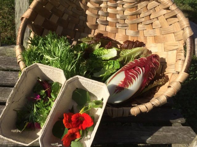 Woven basket and cartons filled with freshly harvested salad leaves, herbs, and edible flowers displayed on a wooden bench in sunlight.
