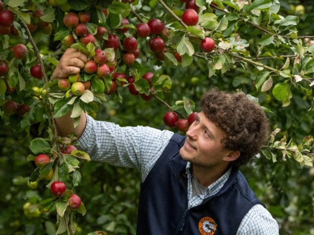 Apples being hand-picked in a Dorset Nectar orchard, celebrating the seasonal harvest and Dorset's rich apple-growing heritage.